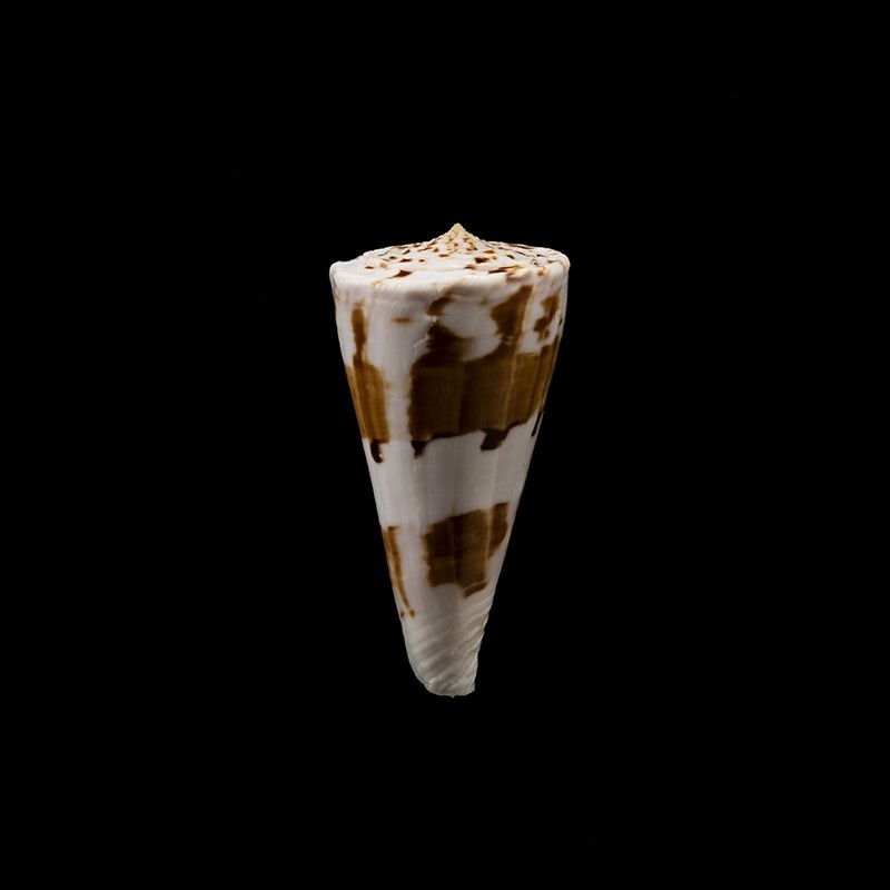 recluzianus simanoki 1