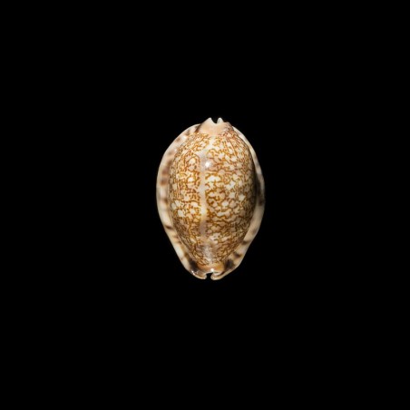 arabica asiatica gibba 1