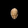 arabica asiatica gibba 1