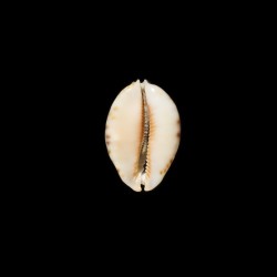 arabica asiatica gibba 1