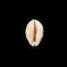 arabica asiatica gibba 1