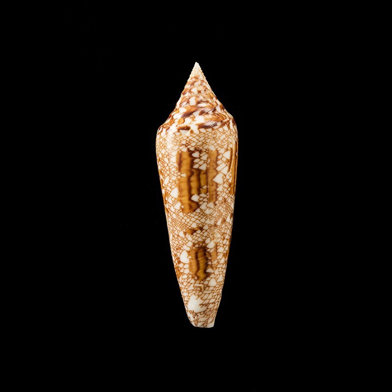 bengalensis golden 3