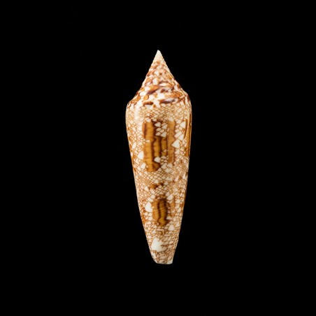 bengalensis golden 3